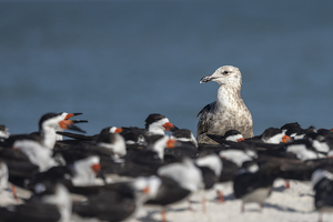 Undercover Seagull Acting Cool to Blend In - Photo by Eric Wolfe