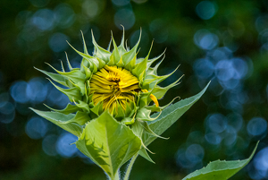 Unfurled - Photo by Linda Fickinger