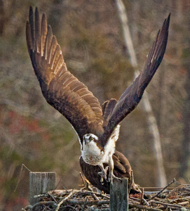 Up, up, and away - Photo by Richard Provost