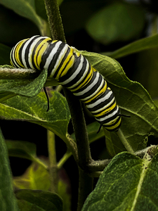 Upside Down Caterpillar - Photo by Alene Galin