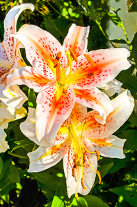 Vermont Lilies - Photo by Louis Arthur Norton