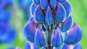 Vibrant Lupines - Photo by Libby Lord