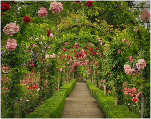 Victoria's Rose Garden - Photo by René Durbois