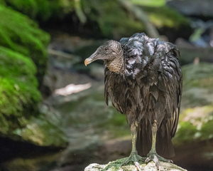 Vulture At Roaring Brook - Photo by Marylou Lavoie