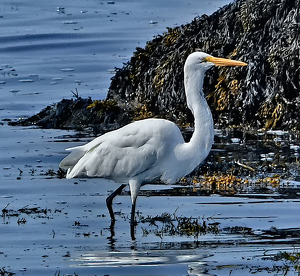 Wader - Photo by Bruce Metzger