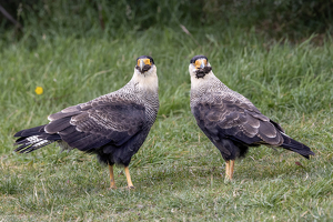 Wait, What'd You Say We're Eating? - Photo by Eric Wolfe