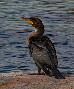 Waiting For A Fish - Photo by Bill Latournes