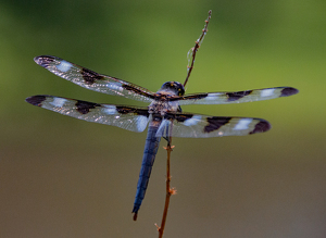 Waiting for a Fly - Photo by Bill Latournes