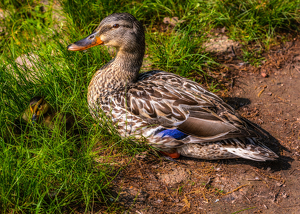 Waiting for her ducklings to get up - Photo by Frank Zaremba MNEC