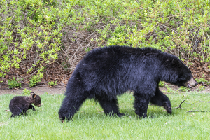 Walk This Way - Photo by Elaine Ingraham