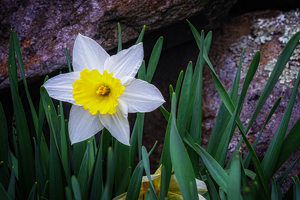 Wall Flower - Photo by Bill Payne