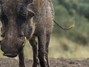 Warthog Up Close and Personal - Photo by Nancy Schumann