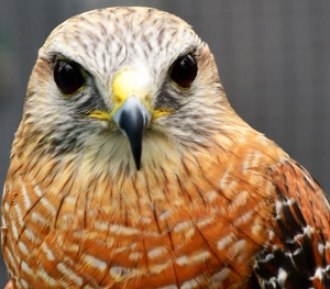 Watching You - Photo by Charles Hall