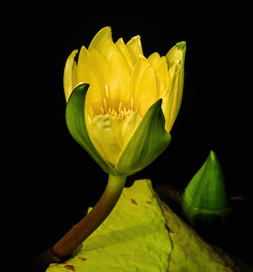 Water Lilies - Photo by Richard Provost