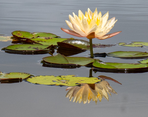 Water Lilly Reflection - Photo by Kevin Hulse