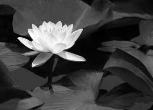 Water lily - Photo by Ron Thomas