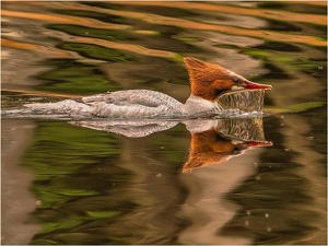 Waterfall Beak - Photo by Frank Zaremba MNEC