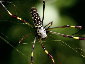 Class B 1st: Weaving spider, come not here by Quyen Phan