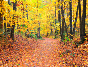 West Simsbury Bike Path - Photo by Louis Arthur Norton