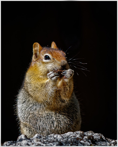 Salon HM: Western Gray Squirrel by John McGarry