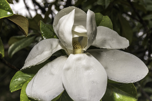 Wet and White - Photo by Peter Rossato