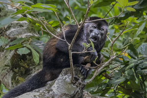 Whaat?!  Another Yummy Looking Leaf?!!! - Photo by Eric Wolfe