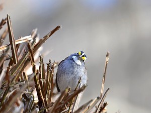 Class B 2nd: What are you looking at ! by Charles Huband