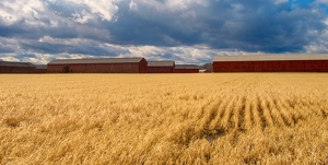 What once was and now gone. - Photo by Cheryl Picard