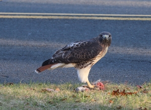 What ya lookin' at - this is MY Christmas dinner! - Photo by Mireille Neumann