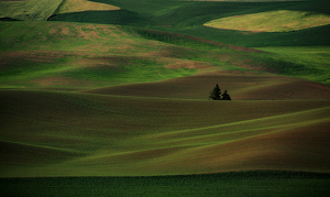 Wheat Fields of Palouse - Photo by Alene Galin