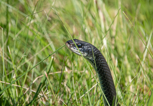 While I Was Out Looking For Birds. - Photo by Marylou Lavoie