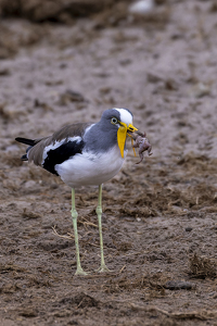 White Crowned Lapwing with Frog - Photo by Nancy Schumann