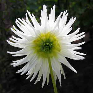 White Dahlia - Photo by Ron Thomas