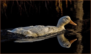 Class A 1st: White Duck by William Latournes