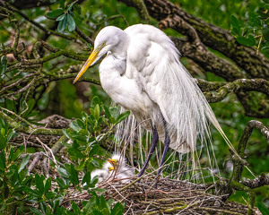 White Egret with Chicks - Photo by John McGarry