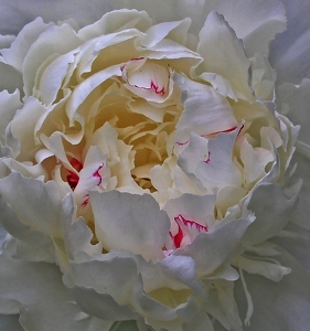 White Peony - Photo by Bill Latournes