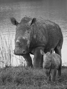 White Rhino Cow and Calf - Photo by Nancy Schumann