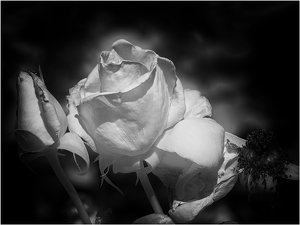 White Rose - Photo by Frank Zaremba MNEC