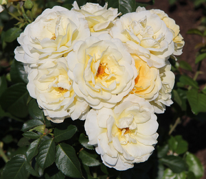 White rose - Photo by Harold Grimes