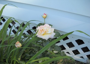 White Rose - Photo by James Haney