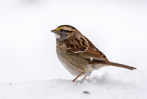 Class B HM: White-throated sparrow in the snow by Alison Wilcox