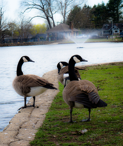 Who goes there? - Photo by Julie Keller