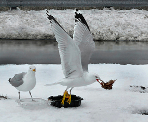 Who Ordered Takeout - Photo by Linda Miller-Gargano