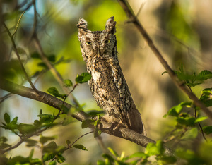 Who Spotted Hoo - Photo by Libby Lord