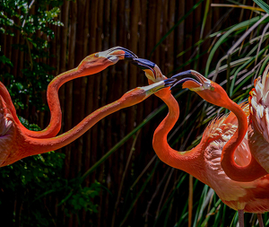 Why Flamingos Seldom Kiss - Photo by John Straub