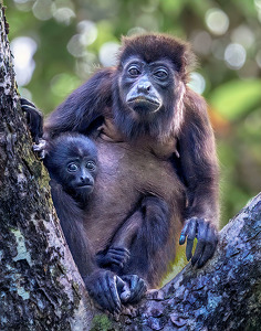 Wide-eyed - Photo by Bert Sirkin