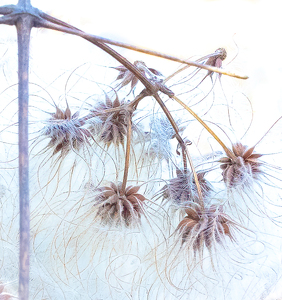 Wild Clematis - Photo by Bob Ferrante