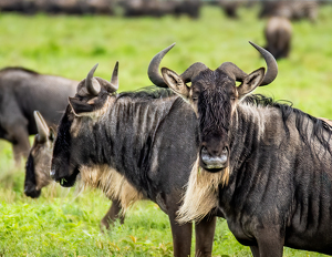 Wildebeast Stare-down - Photo by Susan Case