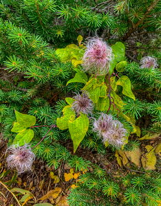 Wildflower on Highline Trail in Montana - Photo by Quannah Leonard