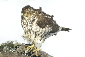 Wind Blown Hawk Searching for Prey - Photo by Danielle D'Ermo